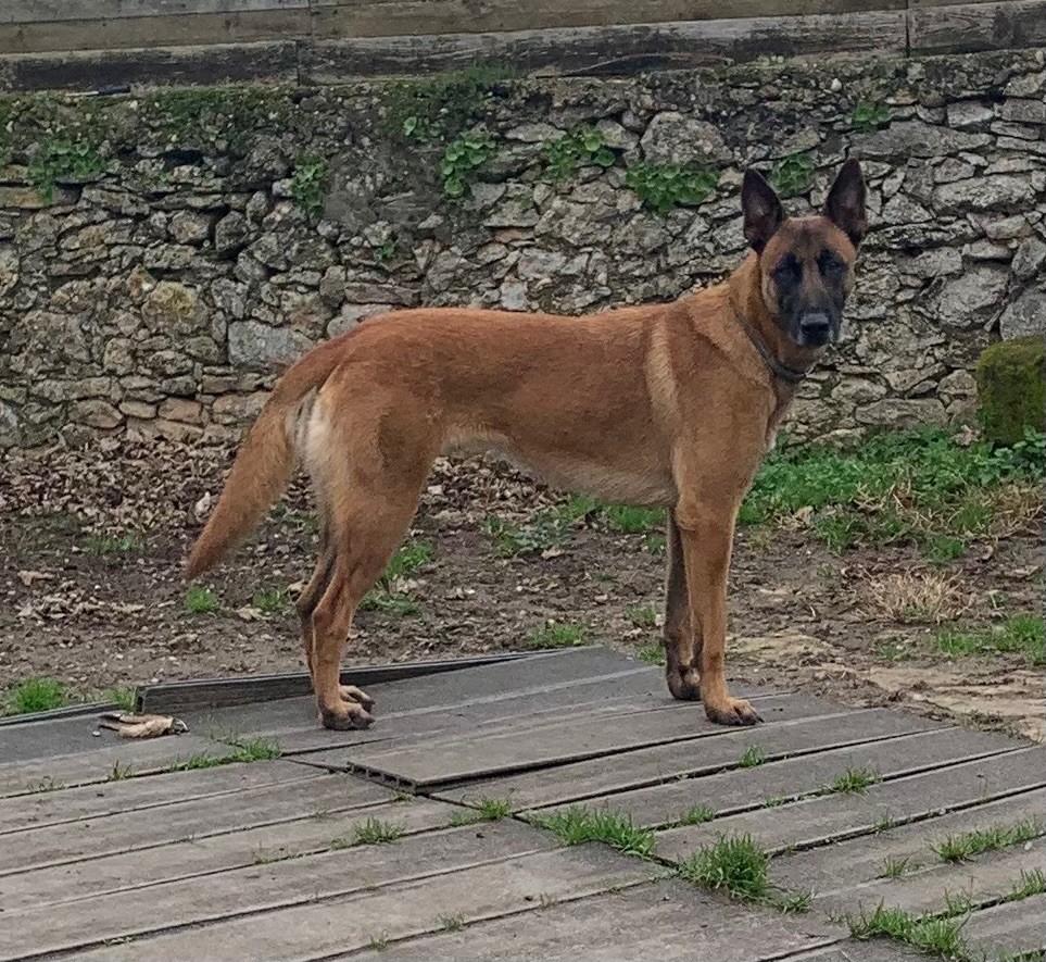 Accueil Berger Belge Malinois De La Vall E Des Remparts Aquitaine